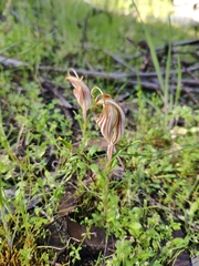 Pterostylis dolichochila