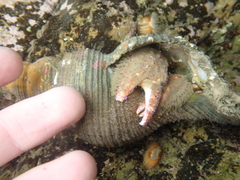Diacanthurus spinulimanus