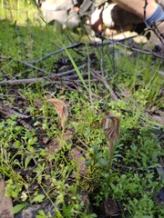Pterostylis dolichochila