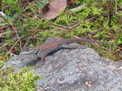 Sceloporus jarrovii