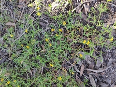 Roepera billardierei