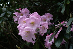 Rhododendron maoerense