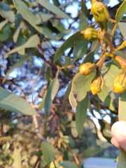 Eucalyptus angulosa