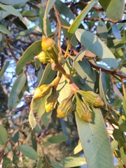 Eucalyptus angulosa