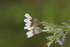 Thaminophyllum multiflorum