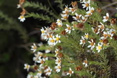 Thaminophyllum multiflorum