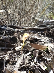 Pterostylis erythroconcha