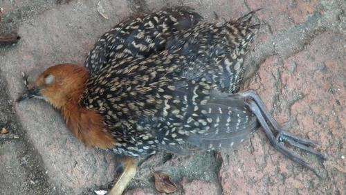 Buff-spotted Flufftail (Sarothrura elegans), photo 9