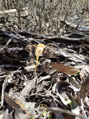 Pterostylis erythroconcha