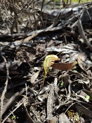 Pterostylis erythroconcha