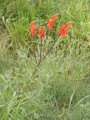 Erythrina humeana