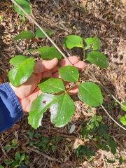 Pandorea jasminoides