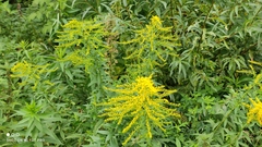 Solidago canadensis
