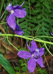 Delphinium decorum