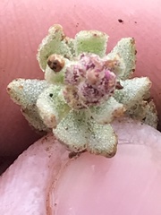 Extriplex californica