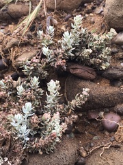 Extriplex californica