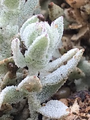 Extriplex californica