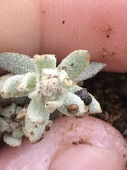 Extriplex californica