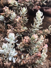 Extriplex californica