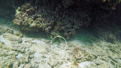 Canthigaster punctatissima