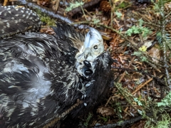 Falco columbarius suckleyi