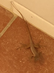 Anolis schwartzi