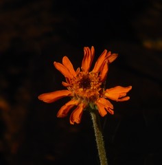 Raillardella pringlei