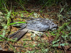 Falco columbarius suckleyi