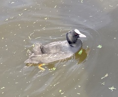 Fulica atra