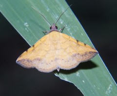 Hemeroplanis scopulepes