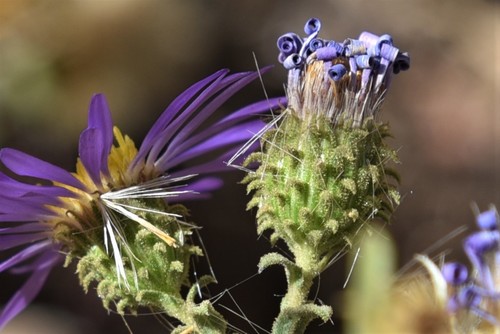 Dieteria bigelovii var. bigelovii
