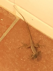 Anolis schwartzi