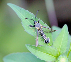 Nokona pilamicola