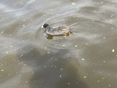 Fulica atra