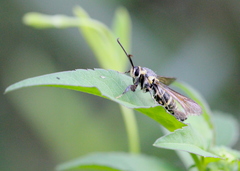 Nokona pilamicola