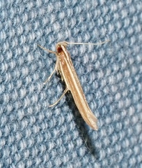 Pyroderces albistrigella