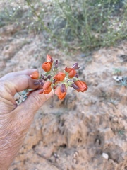 Sphaeralcea munroana