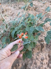 Sphaeralcea munroana