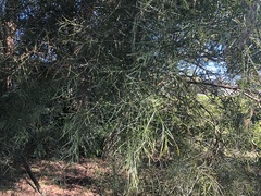 Acacia subporosa