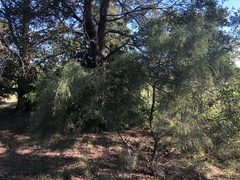 Acacia subporosa