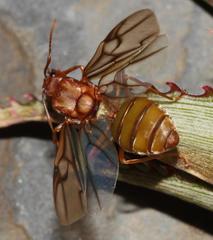 Oecophylla longinoda