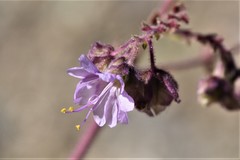 Mirabilis hirsuta