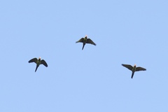 Psittacara mitratus