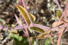 Mirabilis hirsuta