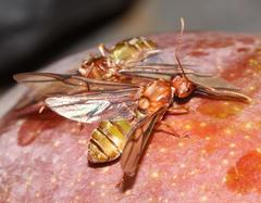 Oecophylla longinoda