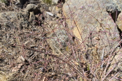 Mirabilis hirsuta