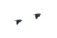 Amazona viridigenalis