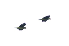 Amazona viridigenalis