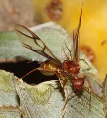 Oecophylla longinoda