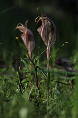 Pterostylis dolichochila